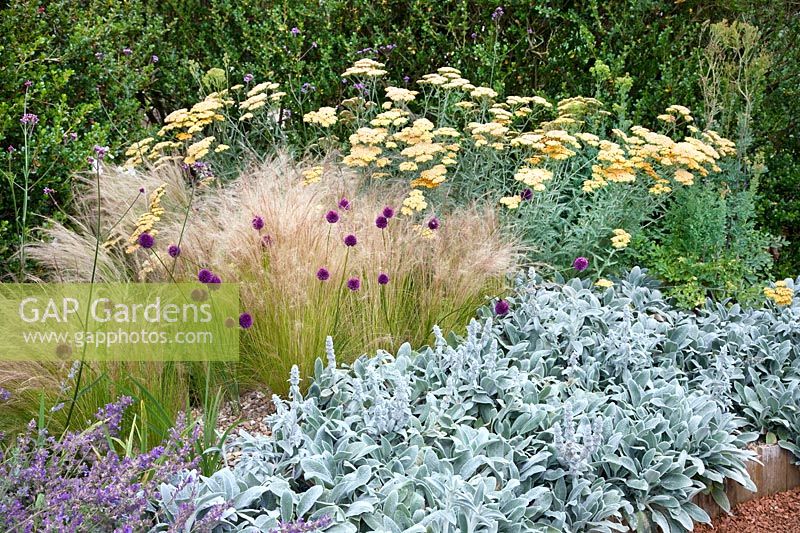 Perennial border with  Stachys, Allium, Achillea and ornamental grasses