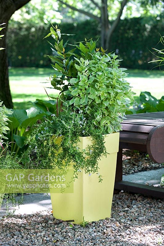 Plant containter with herbs