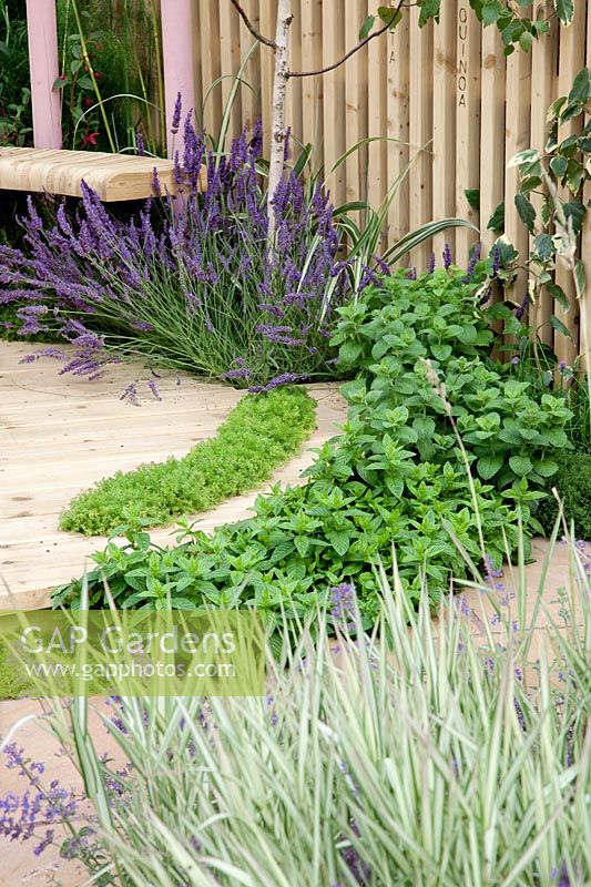 Wooden terrace with perennials and herbs