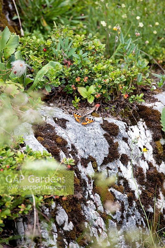 Alpine garden with butterfly