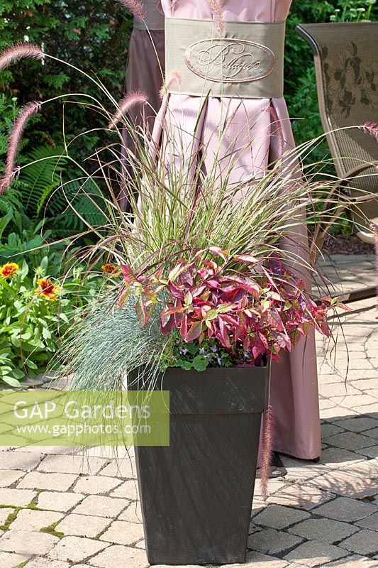 Plant container with Alternanthera Brazilian Red Hots, Festuca, Pennisetum Fireworks