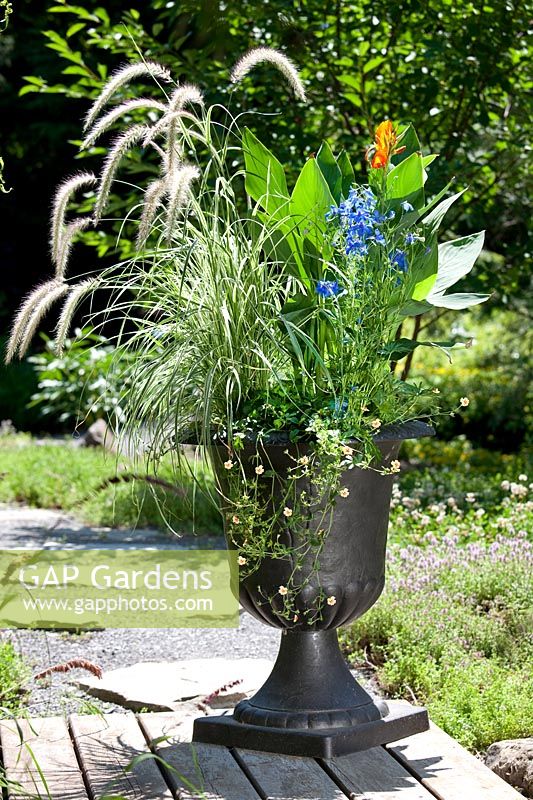 Plant container with Canna, Delphinium Butterfly Blue, Potentilla, Pennisetum
