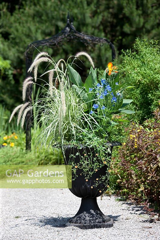 Plant container with Canna, Delphinium Butterfly Blue, Potentilla, Pennisetum