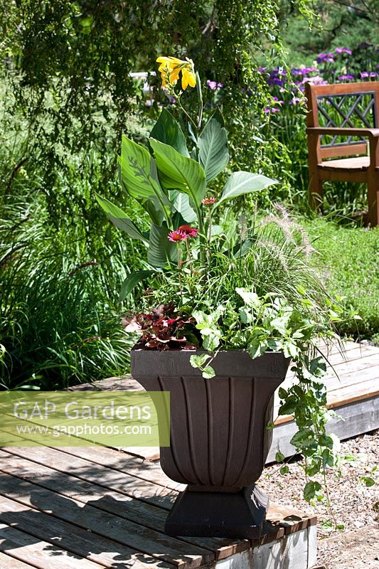 Plant container with Pennisetum, Canna, Echinacea, Lamium, Heuchera