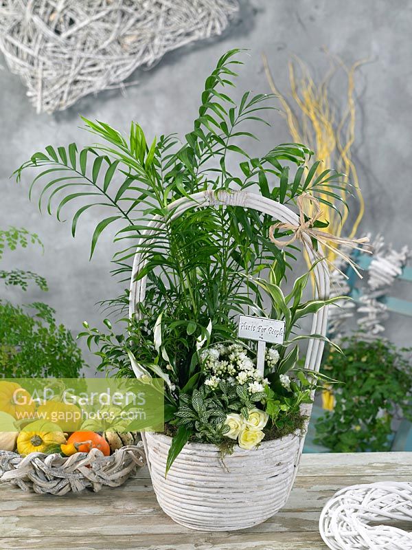 Arrangement with indoor plants