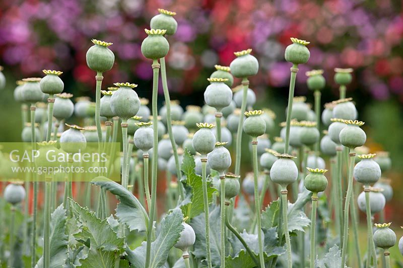 Impression with Papaver infructescence