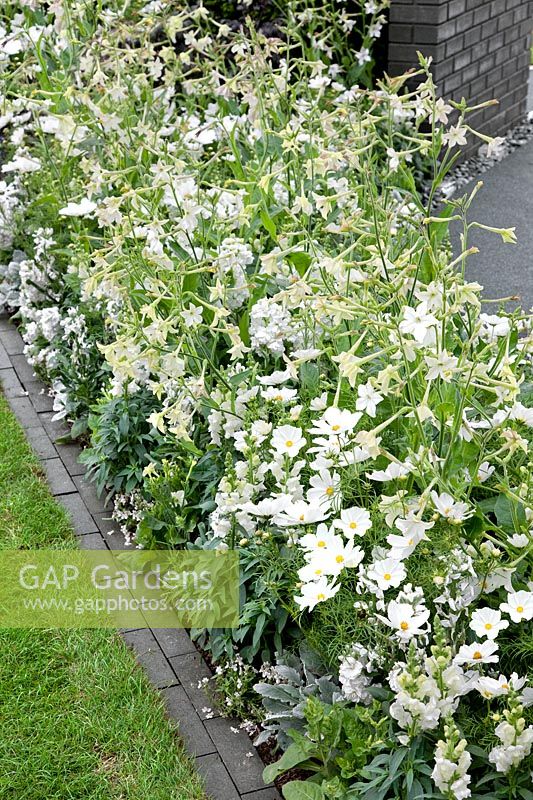 Plant border with annuals in white colors