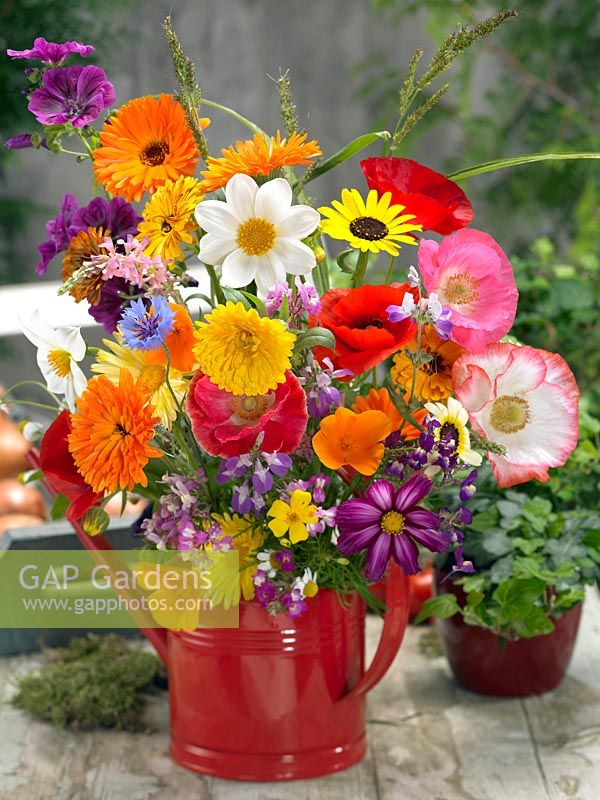 Summerflower Mix low growing fragrant flowers