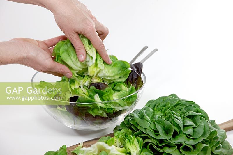Lactuca sativa Salanova ® salad preparation