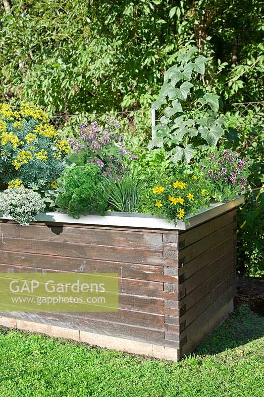 Raised bed with herbs and vegetables
