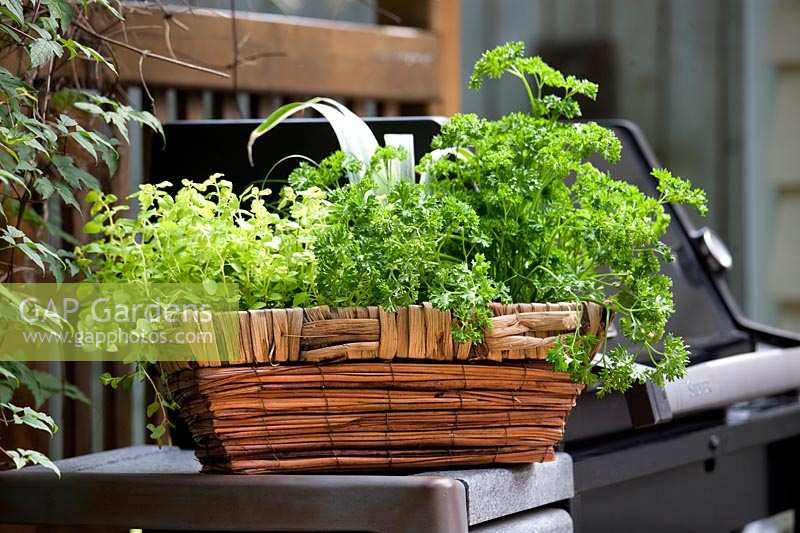 Basket with Herbs