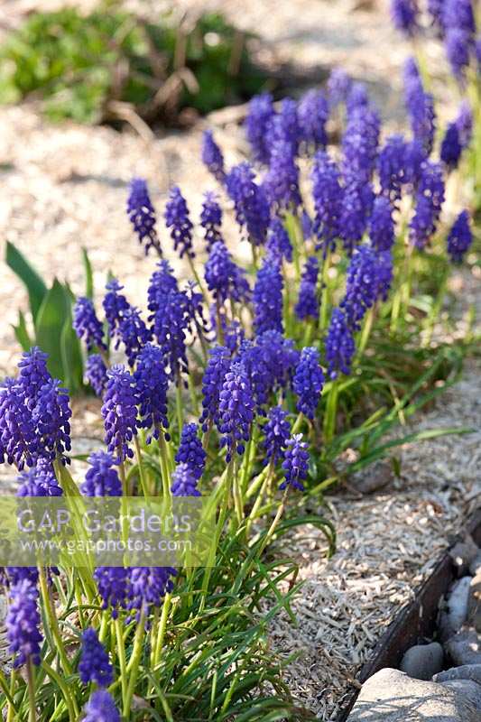 Spring border with Muscari 