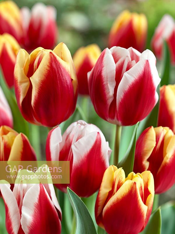 Tulipa Triumph Dow Jones and Markant mixed