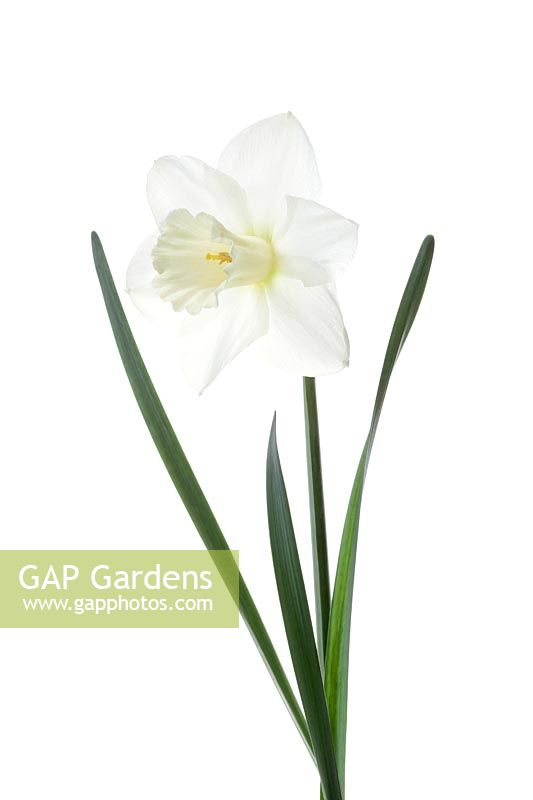 Narcissus Large Cupped Desdemona