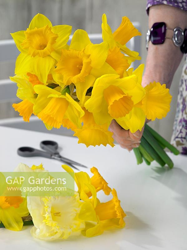 Narcissus Trumpet, flower bouquet in hand