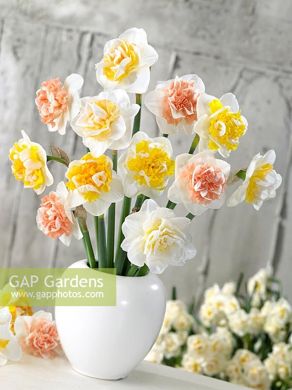 Narcissus Double mixed colours in vase