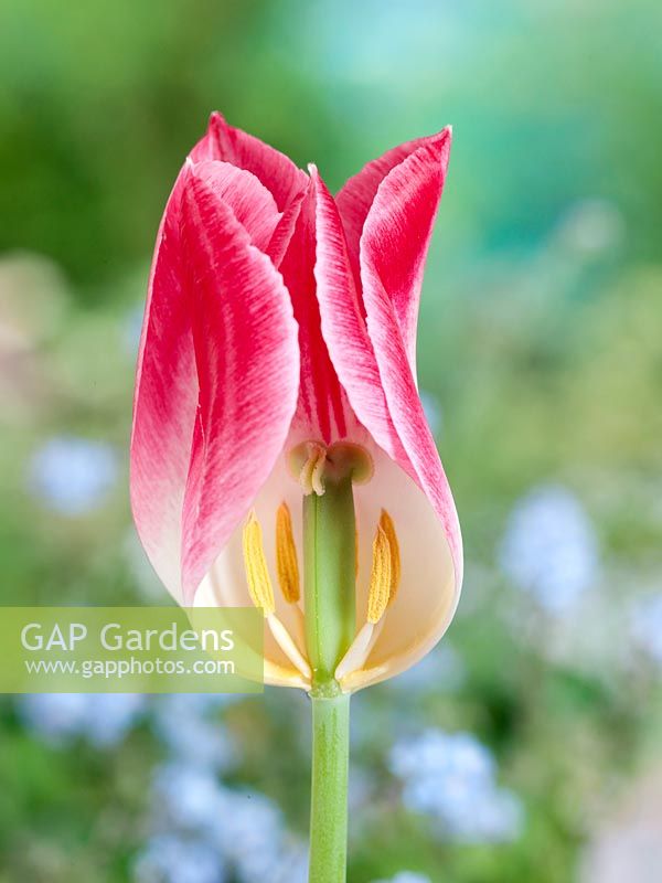 Tulipa Lily Flowered Romano