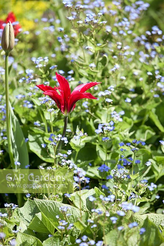 Stimmungsbild mit Tulipa viridiflora Hollywood und Brunnera macrophylla