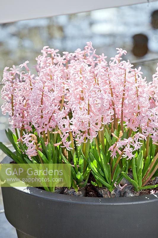 Hyacinthus orientalis Pink Festival in pot