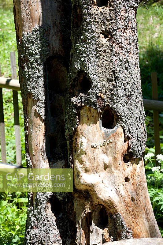 Holes bored by woodpecker in tree trunk