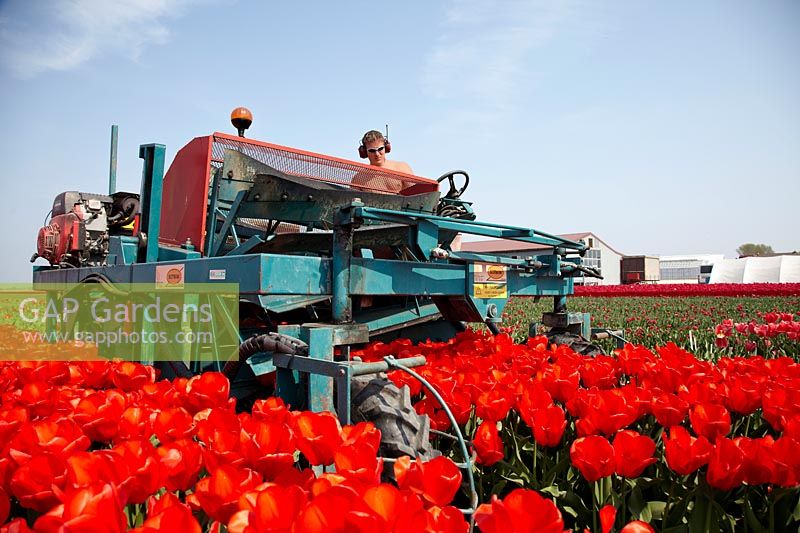 Cultivated area, mow the tulip field