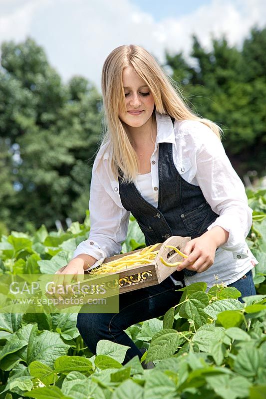 Girl harvests beans, Phaseolus vulgaris var. nanus 