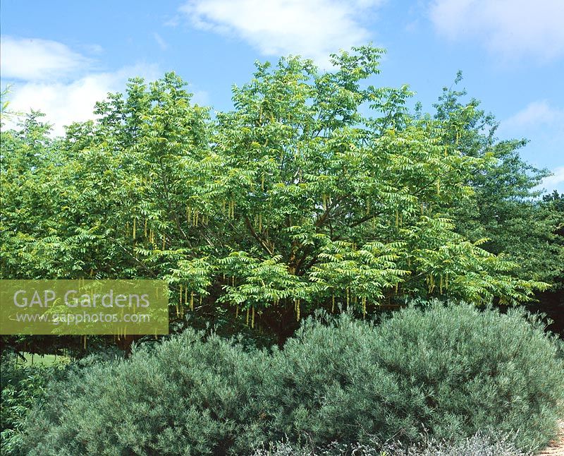 Pterocarya fraxinifolia and Salix rosmarinifolia
