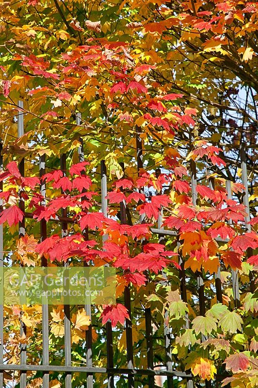 Acer japonicum in autumn behind iron fence