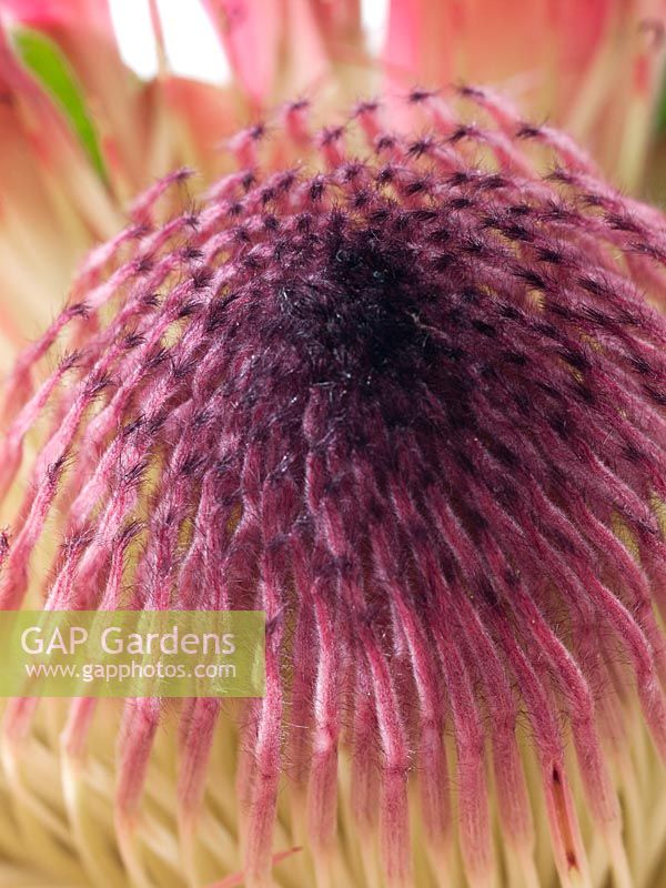 Close Up of a Protea blossom