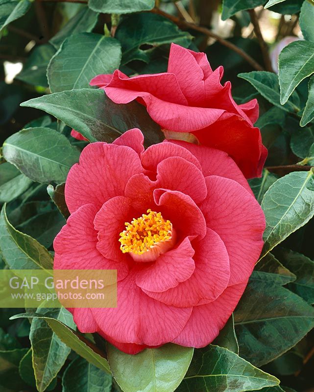Camellia japonica Adolphe Audusson