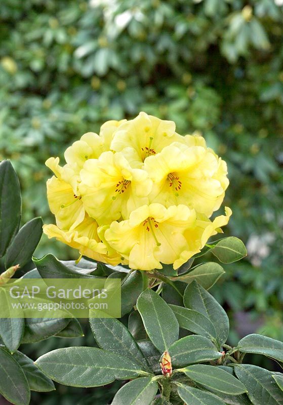 Rhododendron Finesse