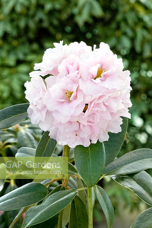 Rhododendron Queen Anne's
