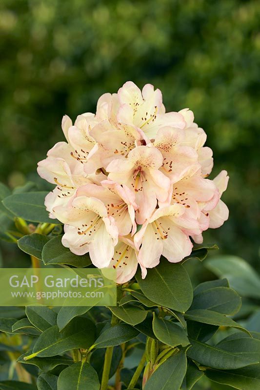 Rhododendron Mrs. Reini Huisman