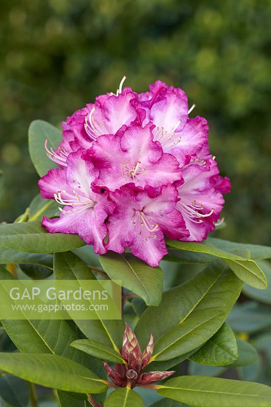 Rhododendron Lisette