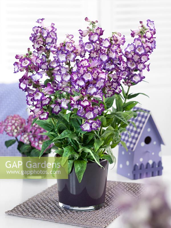 Penstemon hartwegii POLARIS Purple in vase