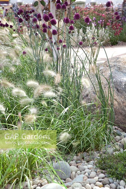 Rock garden with Pennisetum and Allium