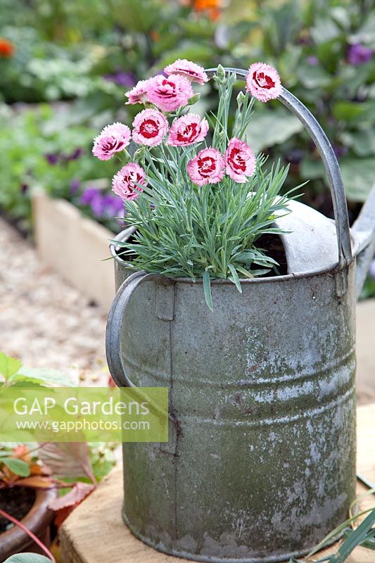 Impression with watering can and Dianthus