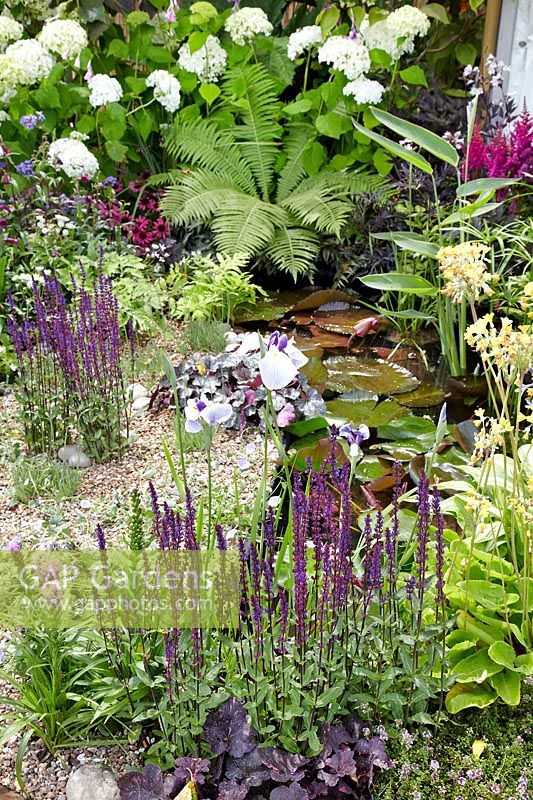 Summer garden scene with aquatic plants and perennials