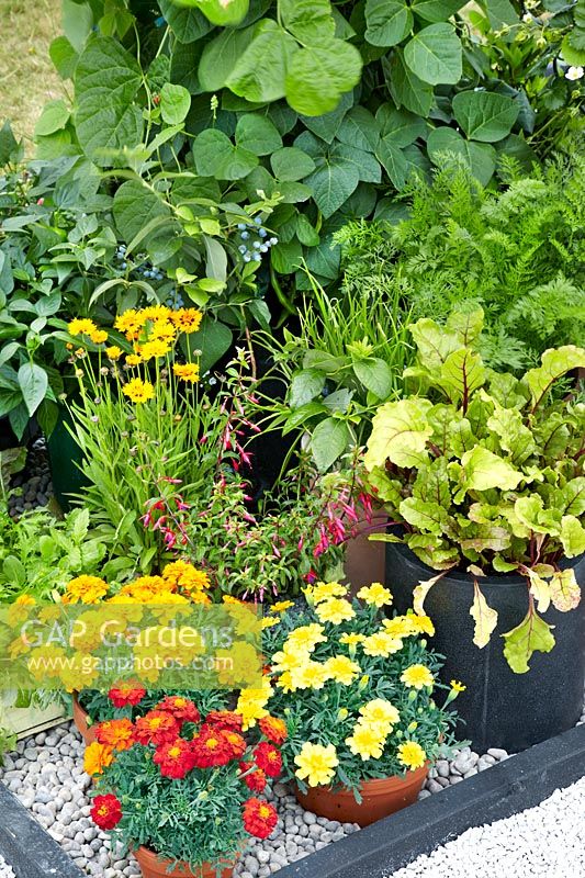 Summerflowers and vegetable in pot for balcony