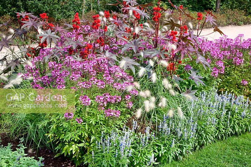 Plant border in the summer with Salvia Strata, Ricinus Carmencita Rot, Cleome Seniorita Rosalita, Pennisetum