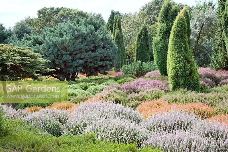 Heather garden with Calluna, ornamental grasses and coniferes