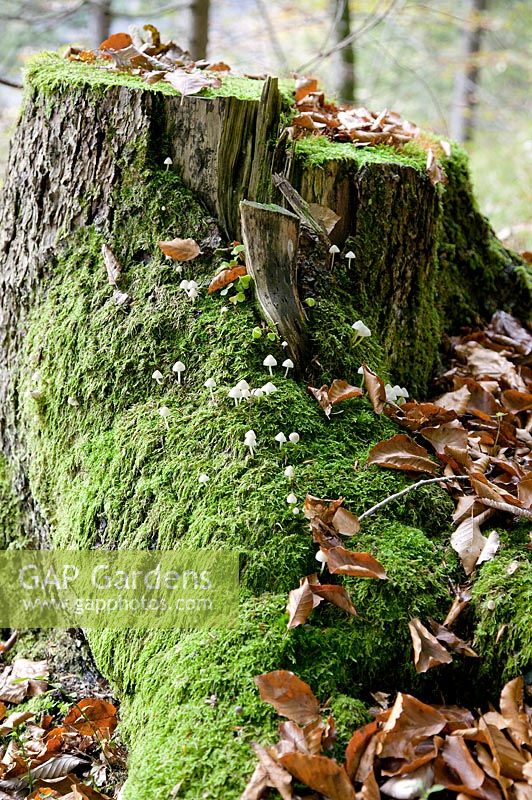 Fall impression with tree trunk, moss and mushrooms 