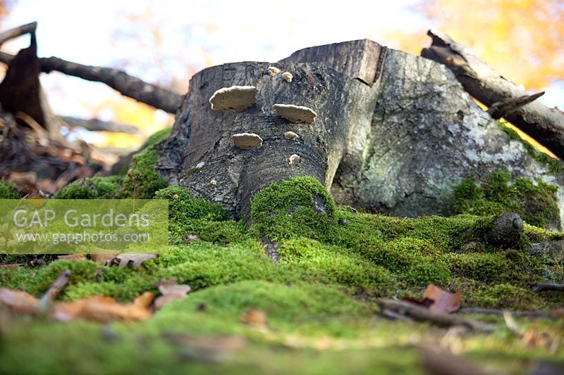 Fall impression with tree trunk, moss and bracket fungus
