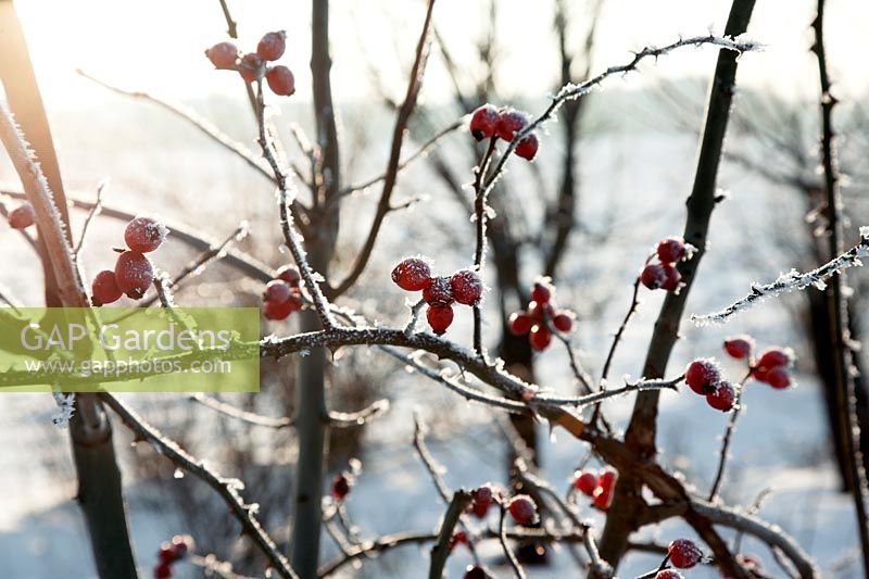 Impression in the winter with ice covered rose hip twigs