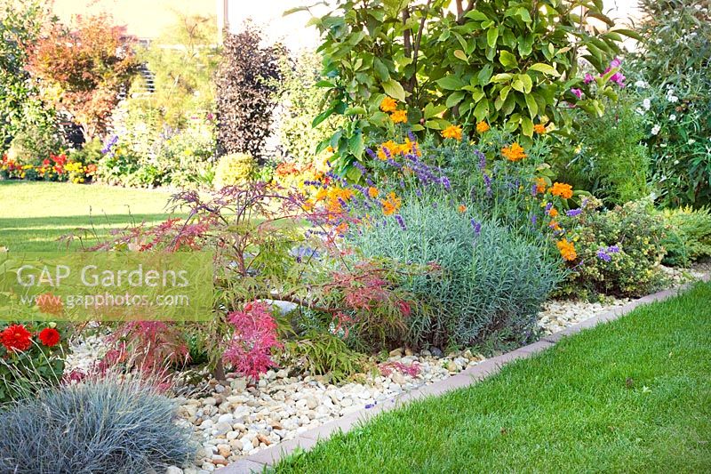 Planting with Lavandula, Acer, shrubs and Mariegold