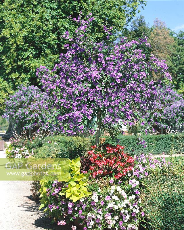 Garden scenery in Summertime with Lycianthes rantonnettii