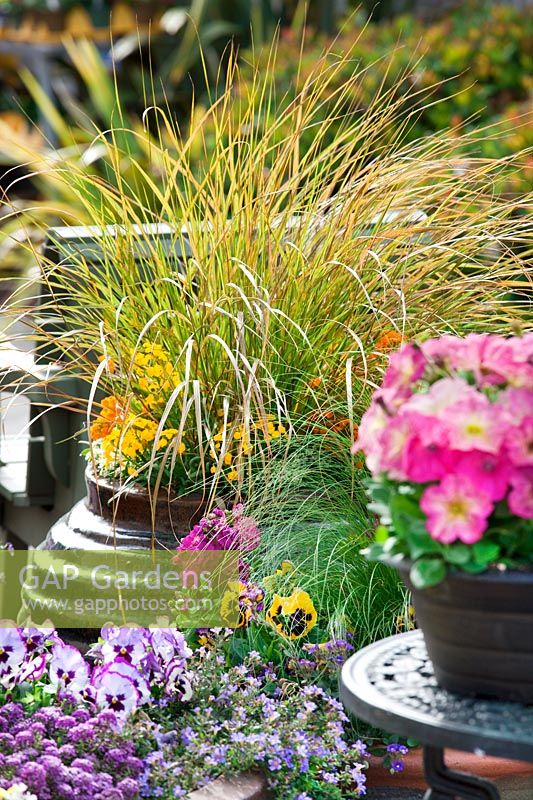 Impression with Annuals and ornamental grasses