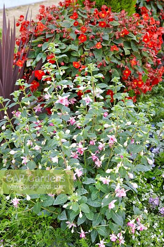 Flowerage in the garden with Fuchsia and Begonia