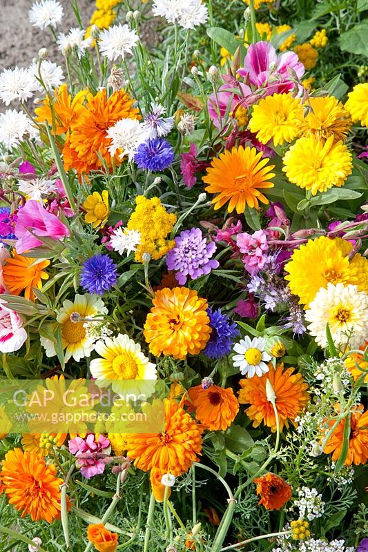 Summerflowers mixed varieties, flower border romance