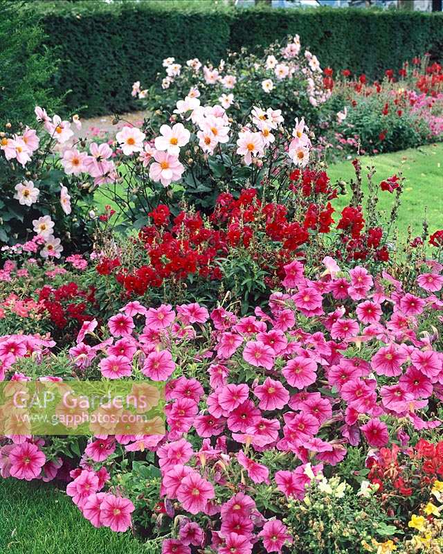 Annuals mixed
